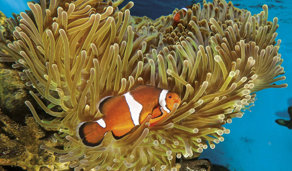 Tropical fish Barcelona Aquarium